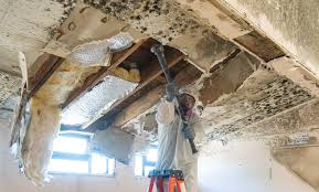 Why You Should Choose Our Mold Remediation Services in Altamont, TN